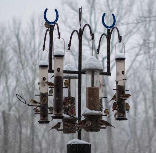 bird-feeders