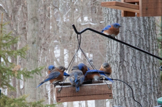 bluebirds