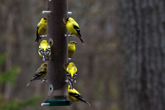 finches