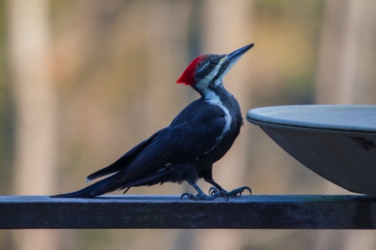 woodpecker