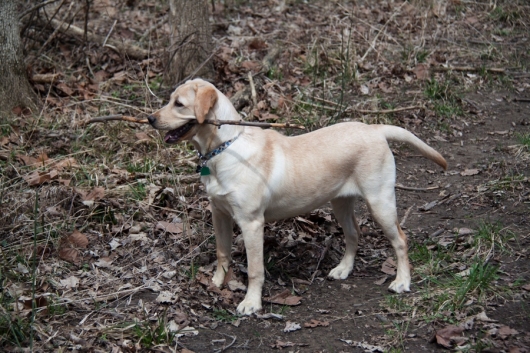 vera-fetch