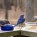 Bluebird – Video