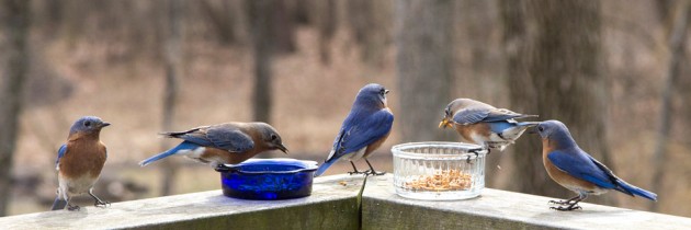 Bluebird – Video