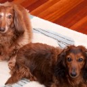 My Dogs