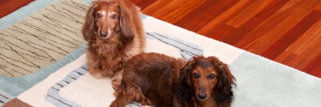 My Dogs