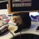 Monkey in the Studio