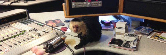 Monkey in the Studio