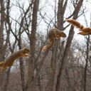 Stop Action Squirrel