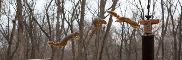 Stop Action Squirrel