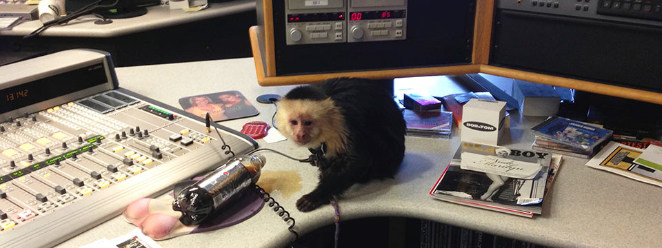 Monkey in the Studio